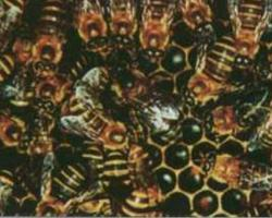 Foto: Abeja de koschevnikov