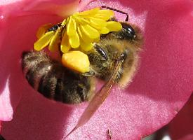 Foto: Abeja europea