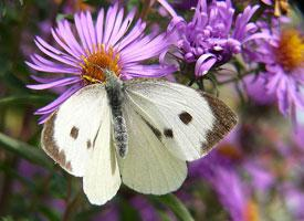 Foto: Mariposa de la col