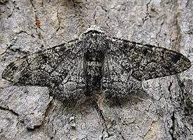 Foto: Mariposa de los abedules