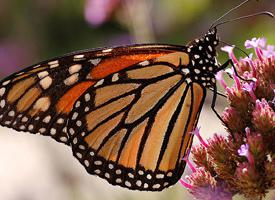 Foto: Mariposa monarca
