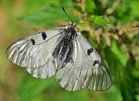 Foto: Mnemosine