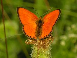 Foto: Mariposa manto de oro