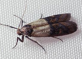 Foto: Palomilla bandeada