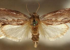 Foto: Polilla de la cera