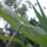 Foto: Polilla penacho