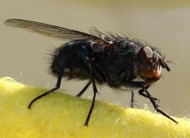 Foto: Mosca doméstica