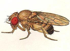 Foto: Mosca del vinagre