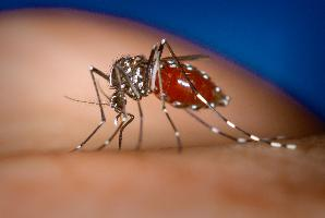 Foto: Mosquito tigre