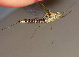 Foto: Mosquito común