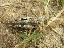 Foto: Saltamontes de alas azules