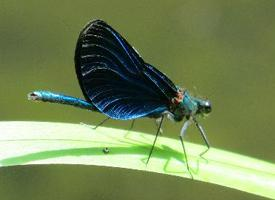 Foto: Caballito del diablo azul