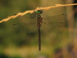 Foto: Esmeralda con manchas amarillas