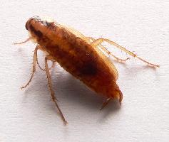 Foto: Cucaracha rubia