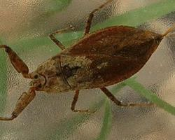 Foto: Escorpión de agua