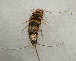 Foto: Insecto de fuego