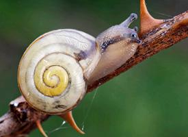 Foto: Caracol de labio blanco