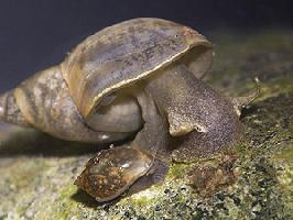 Foto: Gran caracol de estanque