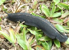 Foto: Babosa parda africana
