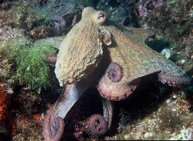 Foto: Pulpo común