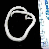 Foto: Lombriz intestinal