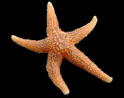Foto: Estrella de mar común