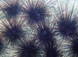 Foto: Equinoideos