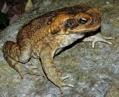 Foto: Sapo gigante