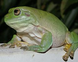 Foto: Rana arborícola verde de australia