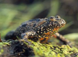 Foto: Sapo de vientre de fuego europeo