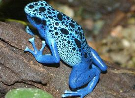 Foto: Rana flecha azul