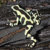 Foto: Rana flecha verde y negra