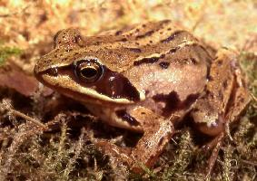 Foto: Rana campestre