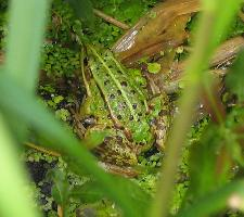 Foto: Rana verde centroeuropea