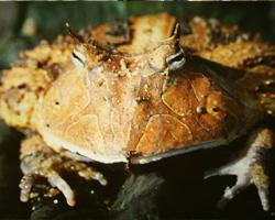Foto: Escuerzo de surinam
