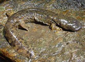 Foto: Salamandra gigante japonesa