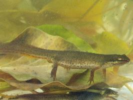Foto: Tritón común