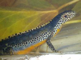 Foto: Tritón alpino