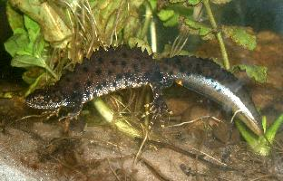 Foto: Tritón crestado del norte