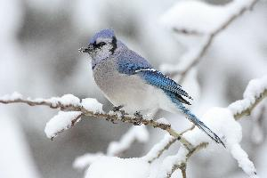 Foto: Chara azul