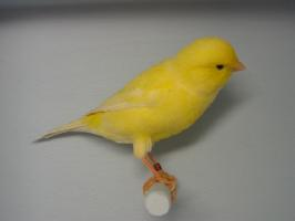 Foto: Canario silvestre