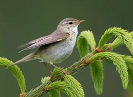 Foto: Mosquitero musical