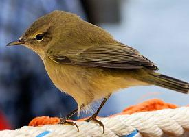 Foto: Mosquitero común