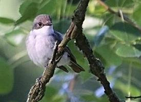 Foto: Curruca zarcerilla
