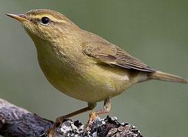 Foto: Mosquitero ibérico