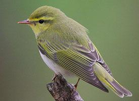 Foto: Mosquitero silbador