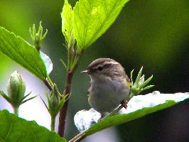 Foto: Mosquitero bilistado