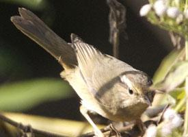 Foto: Mosquitero de schwarz