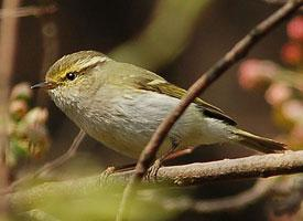 Foto: Mosquitero de pallas
