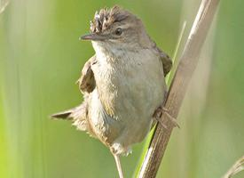Foto: Buscarla unicolor